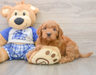 6 week old Mini Goldendoodle Puppy For Sale - Puppy Love PR