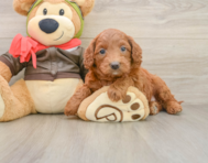 7 week old Mini Goldendoodle Puppy For Sale - Puppy Love PR