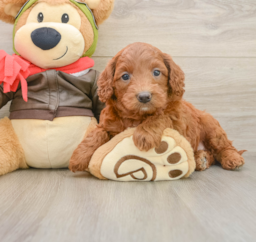 7 week old Mini Goldendoodle Puppy For Sale - Puppy Love PR