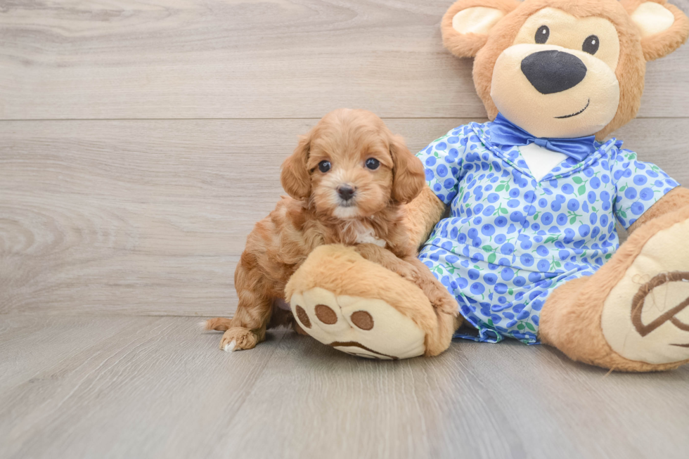 Smart Mini Goldendoodle Poodle Mix Pup