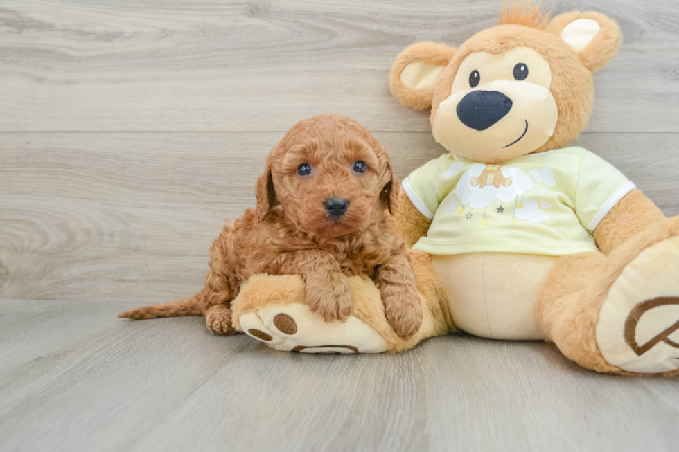 Mini Goldendoodle Puppy for Adoption