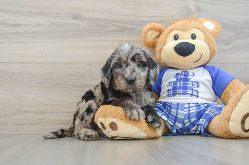 5 week old Mini Goldendoodle Puppy For Sale - Puppy Love PR