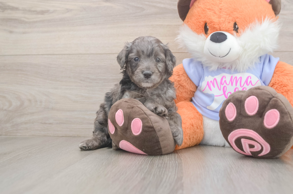 5 week old Mini Goldendoodle Puppy For Sale - Puppy Love PR
