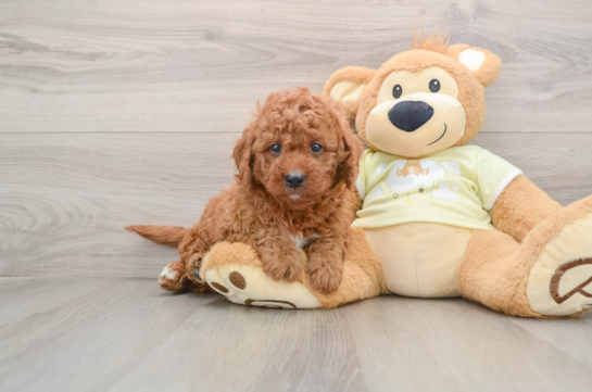 Energetic Golden Doodle Poodle Mix Puppy