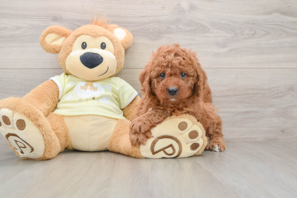 Funny Mini Goldendoodle Poodle Mix Pup