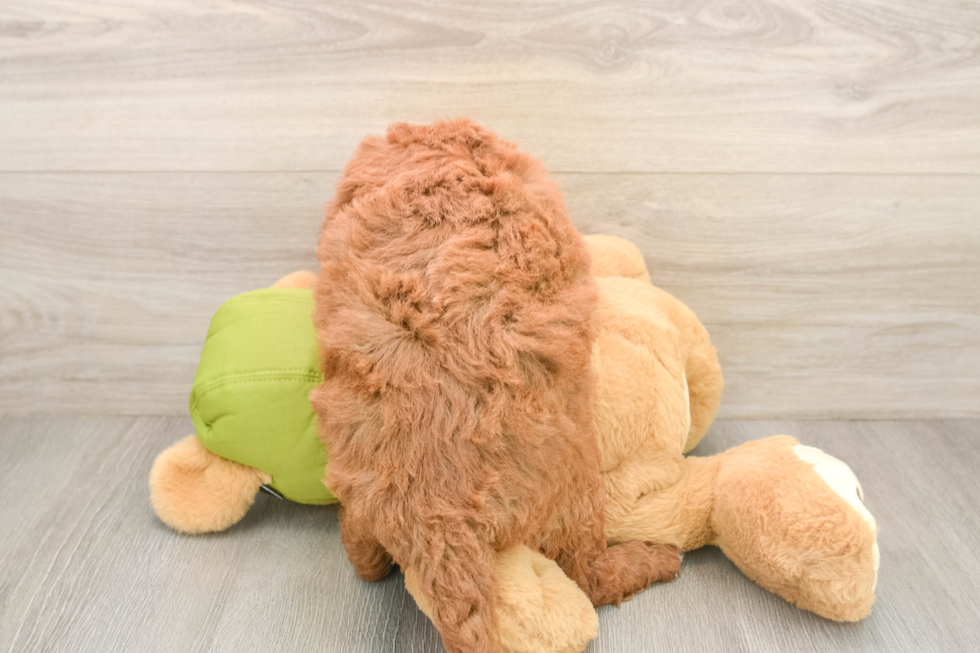 Mini Goldendoodle Pup Being Cute