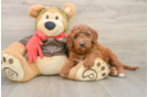 Mini Goldendoodle Pup Being Cute