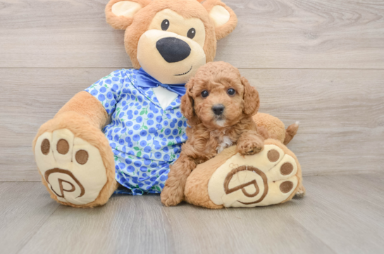 Mini Goldendoodle Pup Being Cute