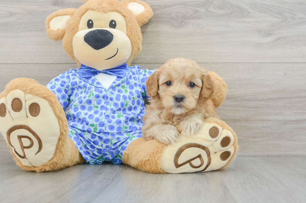 7 week old Mini Goldendoodle Puppy For Sale - Puppy Love PR