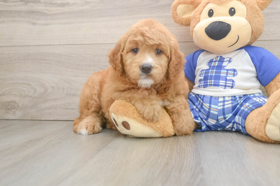 7 week old Mini Goldendoodle Puppy For Sale - Puppy Love PR