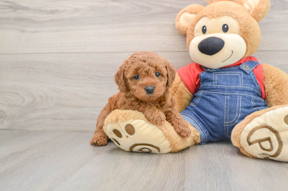 Smart Mini Goldendoodle Poodle Mix Pup