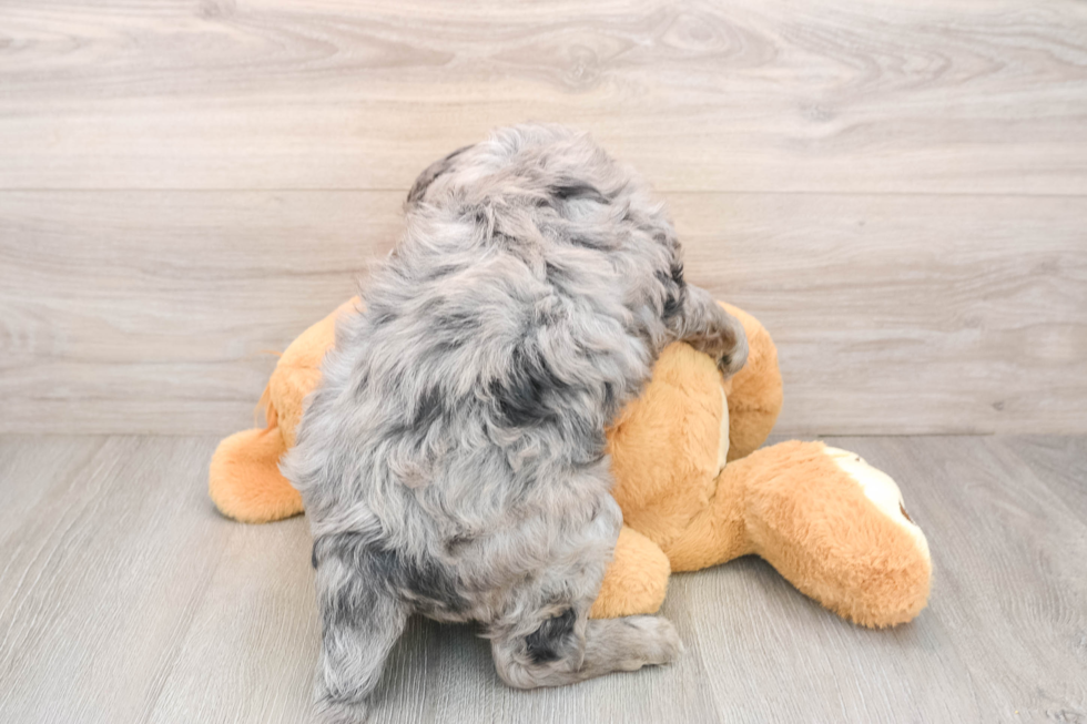 Hypoallergenic Mini Goldiepoo Poodle Mix Puppy