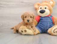 7 week old Mini Goldendoodle Puppy For Sale - Puppy Love PR