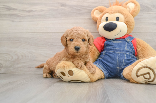 Mini Goldendoodle Pup Being Cute