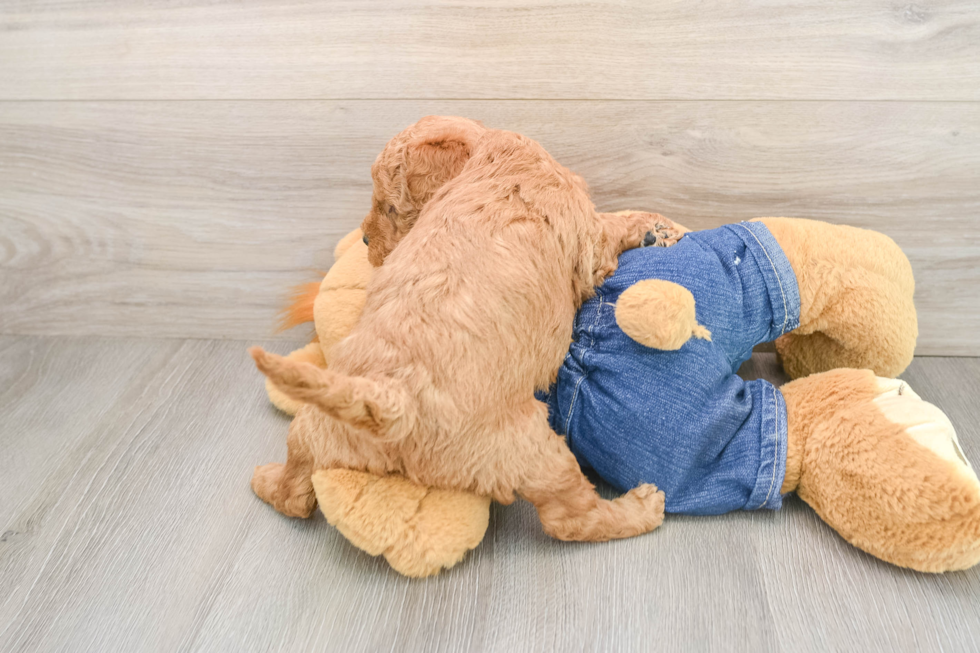 Energetic Golden Doodle Poodle Mix Puppy