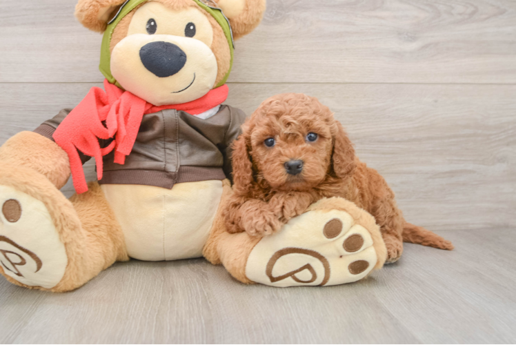 Best Mini Goldendoodle Baby