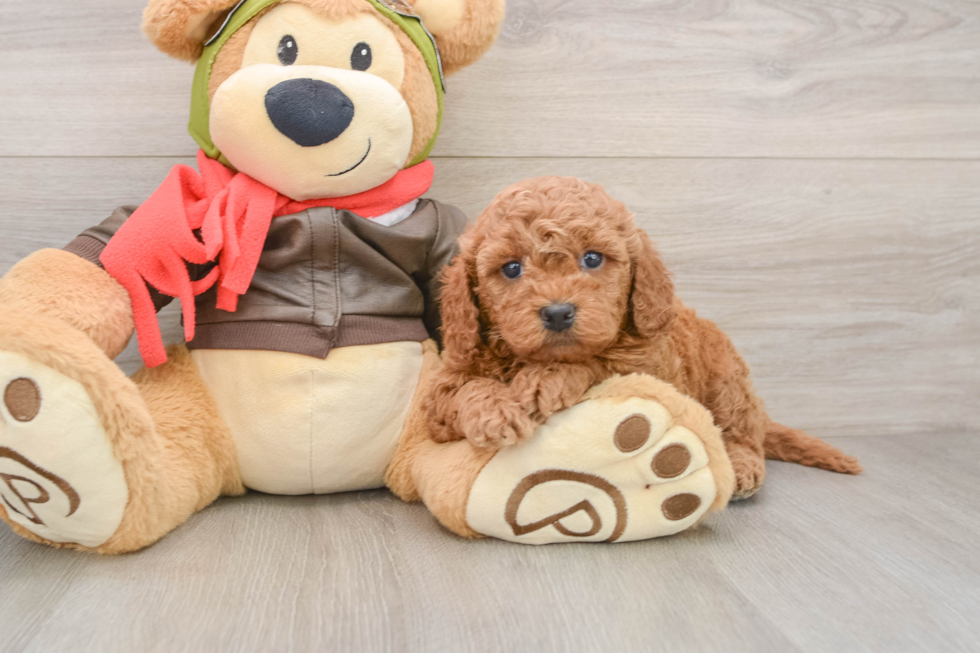 Best Mini Goldendoodle Baby