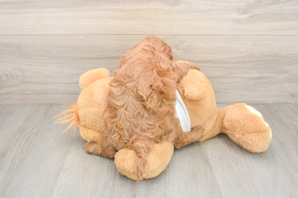 Mini Goldendoodle Puppy for Adoption