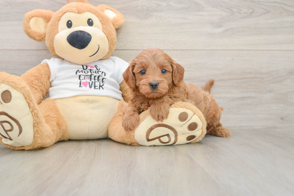 Hypoallergenic Mini Goldiepoo Poodle Mix Puppy
