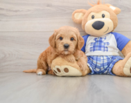 6 week old Mini Goldendoodle Puppy For Sale - Puppy Love PR