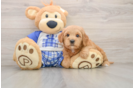 Mini Goldendoodle Pup Being Cute