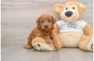 Mini Goldendoodle Puppy for Adoption