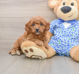 8 week old Mini Goldendoodle Puppy For Sale - Puppy Love PR
