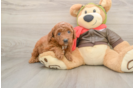 Little Mini Goldenpoo Poodle Mix Puppy