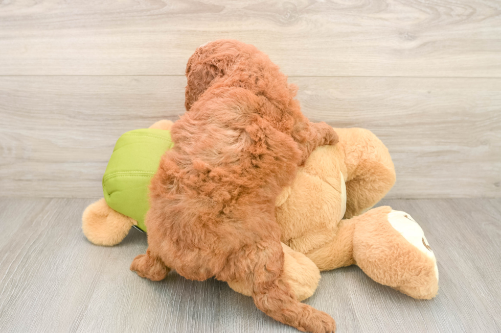 Small Mini Goldendoodle Baby
