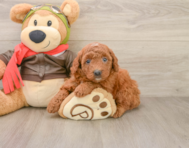 7 week old Mini Goldendoodle Puppy For Sale - Puppy Love PR