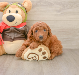 7 week old Mini Goldendoodle Puppy For Sale - Puppy Love PR