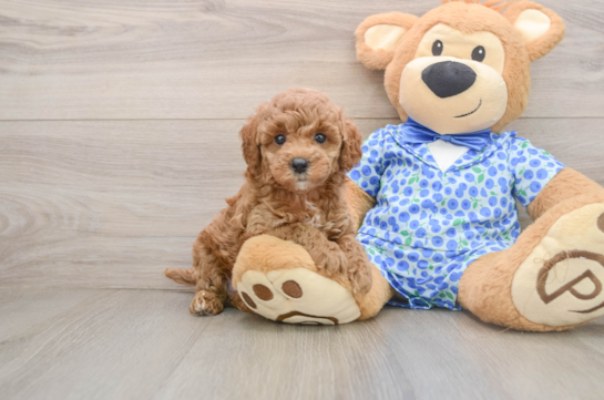 Funny Mini Goldendoodle Poodle Mix Pup