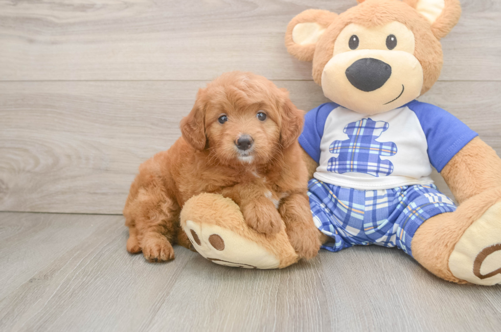 7 week old Mini Goldendoodle Puppy For Sale - Puppy Love PR