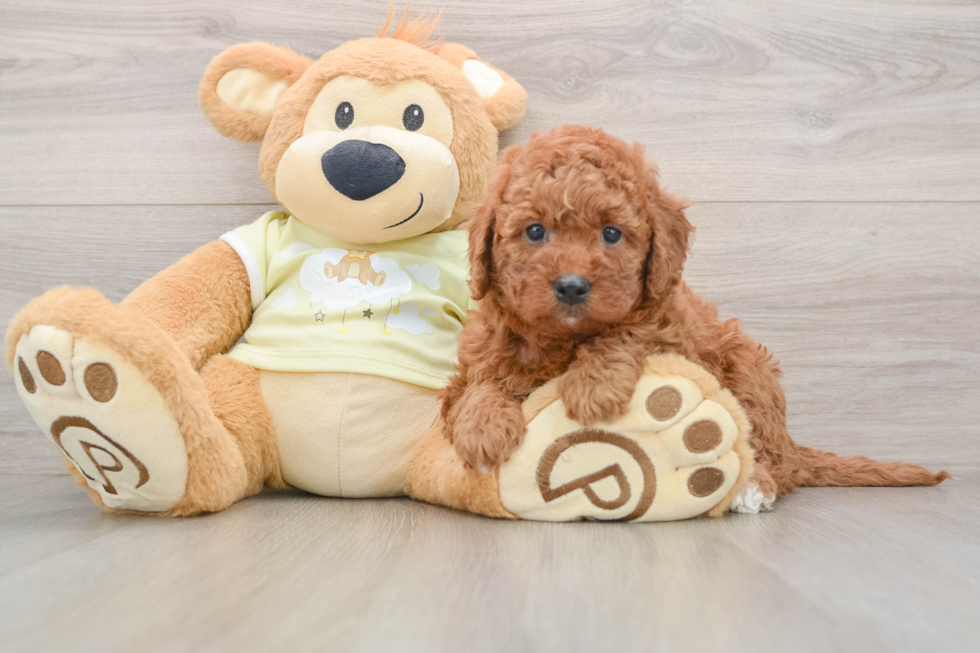 Friendly Mini Goldendoodle Baby