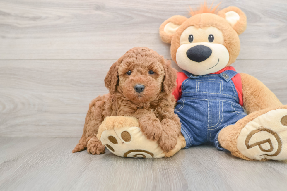 Best Mini Goldendoodle Baby