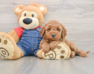 8 week old Mini Goldendoodle Puppy For Sale - Puppy Love PR