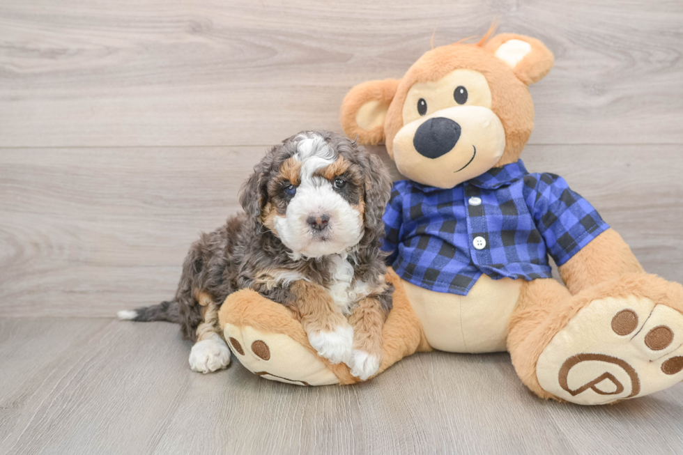 Little Mini Goldenpoo Poodle Mix Puppy