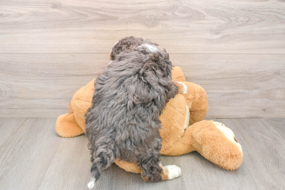 Popular Mini Goldendoodle Poodle Mix Pup