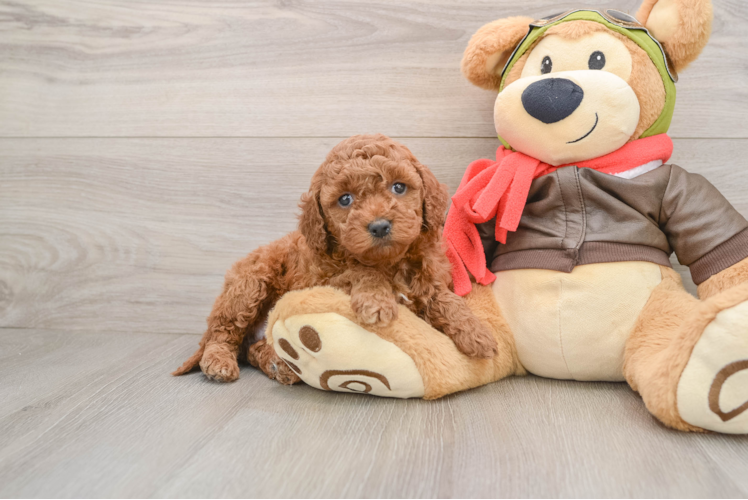 Mini Goldendoodle Pup Being Cute