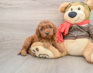 7 week old Mini Goldendoodle Puppy For Sale - Puppy Love PR