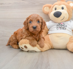 8 week old Mini Goldendoodle Puppy For Sale - Puppy Love PR