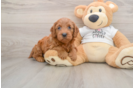 Mini Goldendoodle Puppy for Adoption