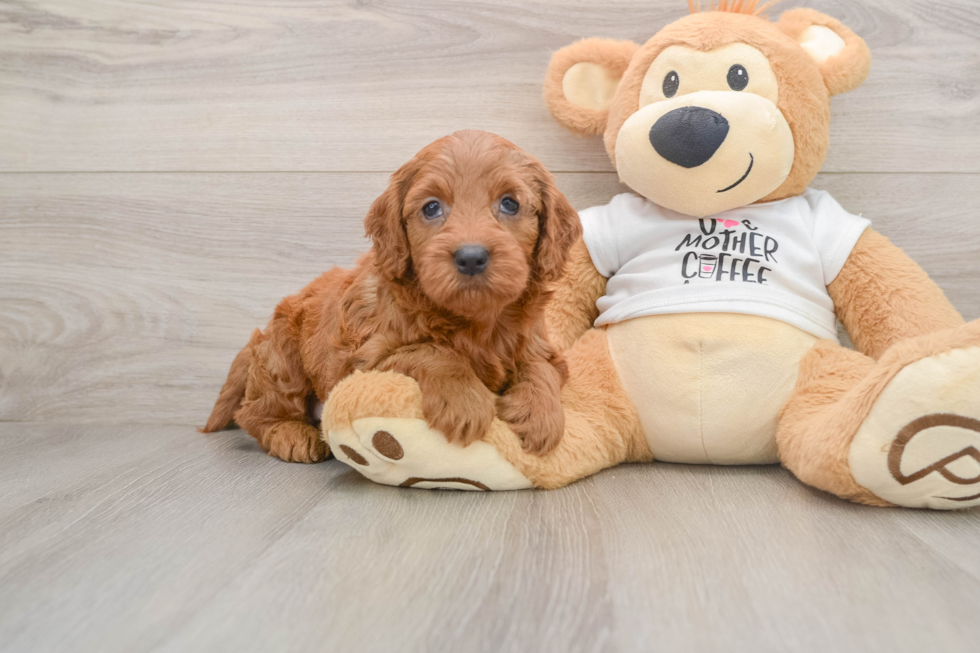 Mini Goldendoodle Puppy for Adoption
