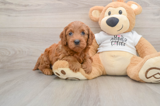 Mini Goldendoodle Puppy for Adoption
