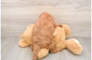 Little Mini Goldenpoo Poodle Mix Puppy