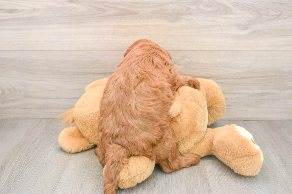 Little Mini Goldenpoo Poodle Mix Puppy