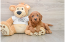 Happy Mini Goldendoodle Baby