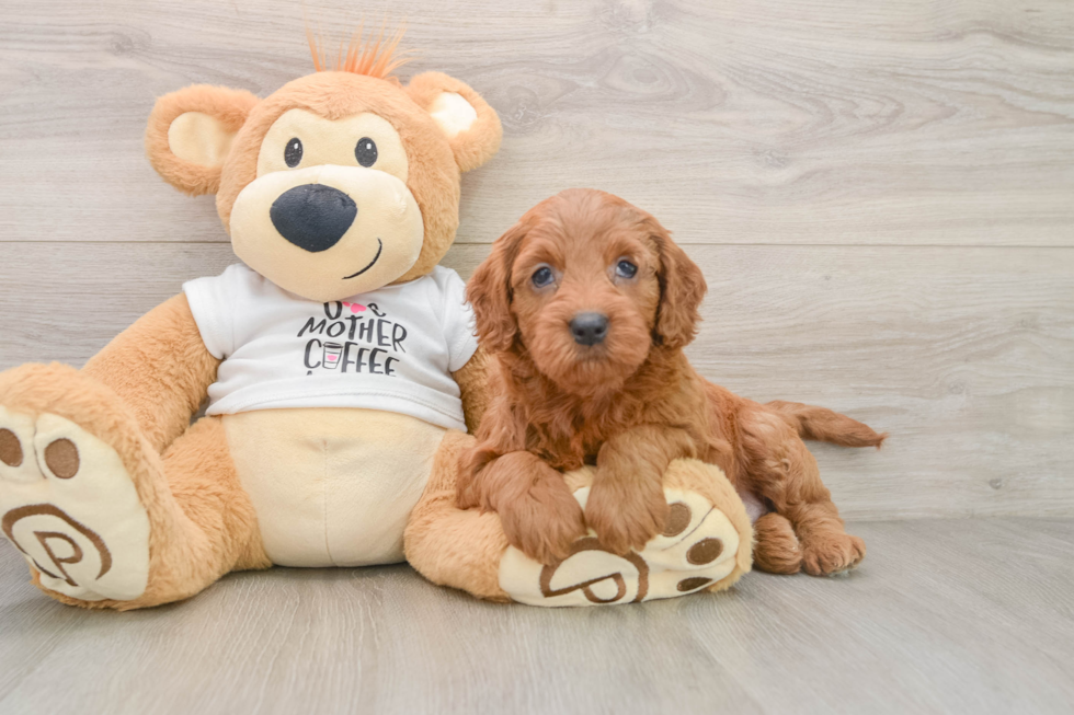 Happy Mini Goldendoodle Baby