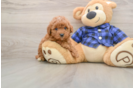 Smart Mini Goldendoodle Poodle Mix Pup