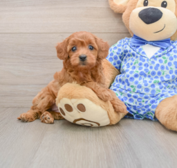 8 week old Mini Goldendoodle Puppy For Sale - Puppy Love PR